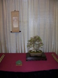 Professional bonsai exhibit MABS 2011 PIE